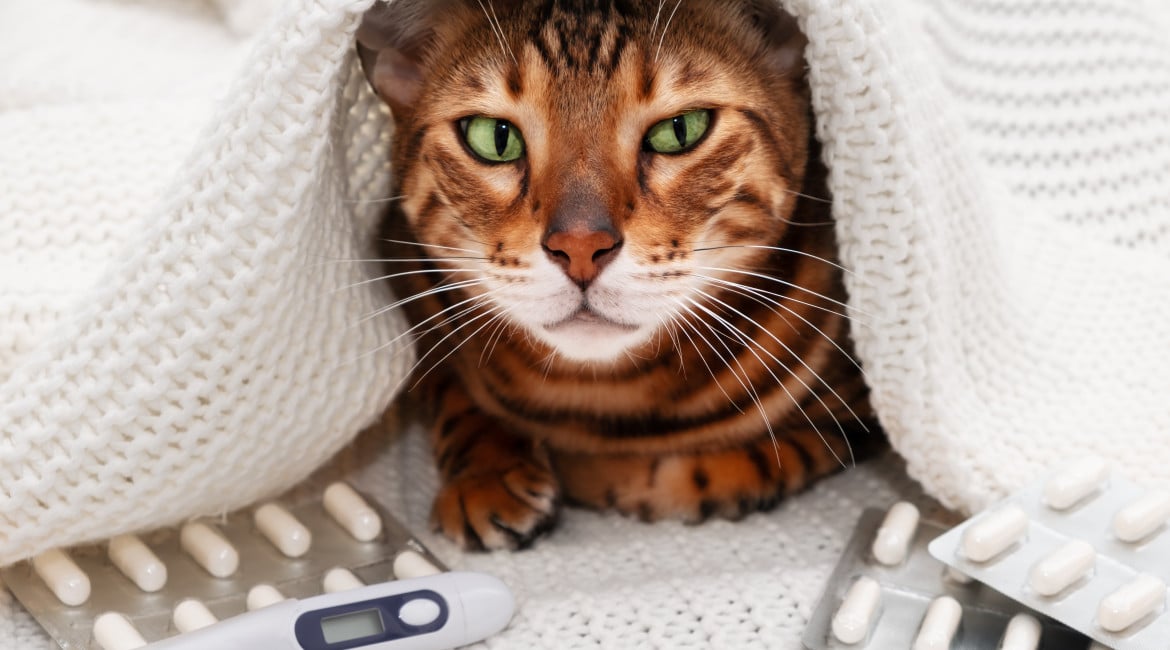 Veterinary pharmacovigilance